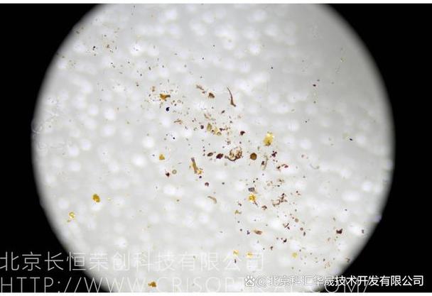 孢子体视显微镜研究 携手鑫博荣创，开启微观形态观察新视界